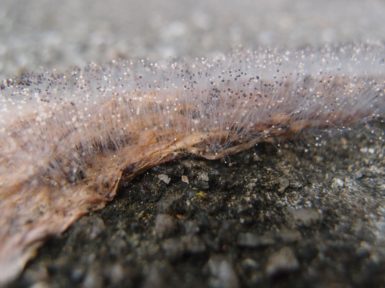 Willkommen Brasilien